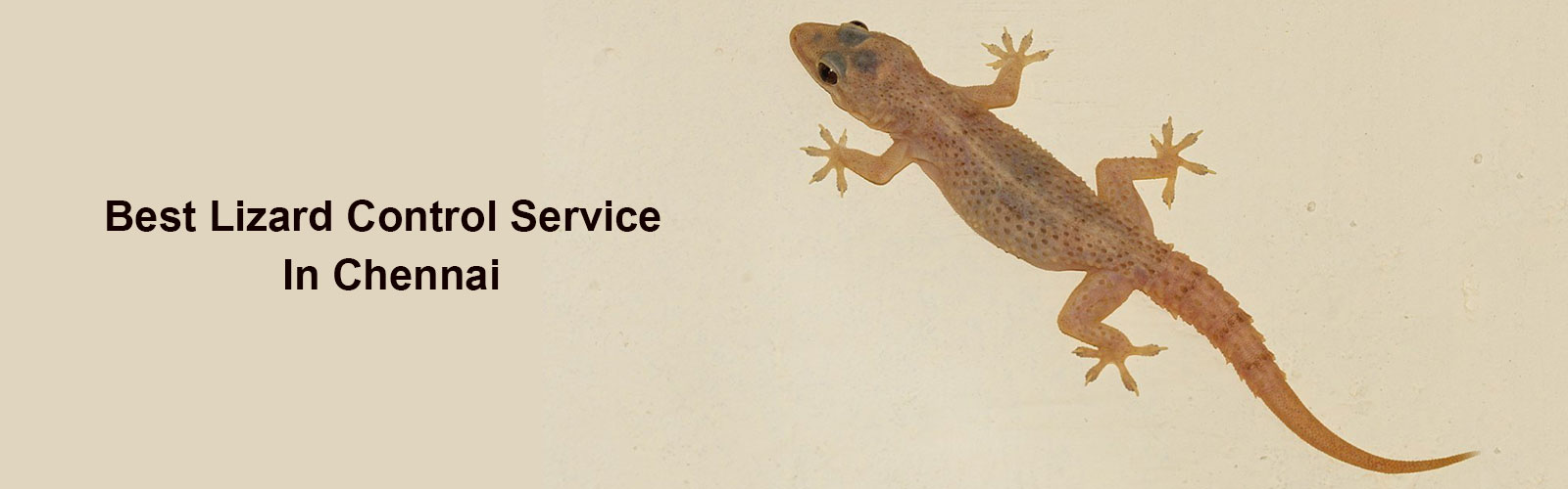 lizard control services in Chennai lizard control in Chennai
