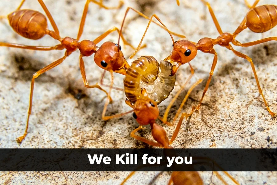 Ant Control Services