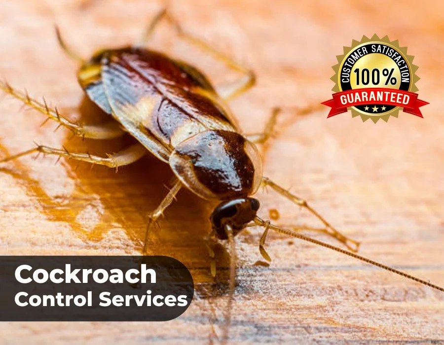 Cockroach Control Services