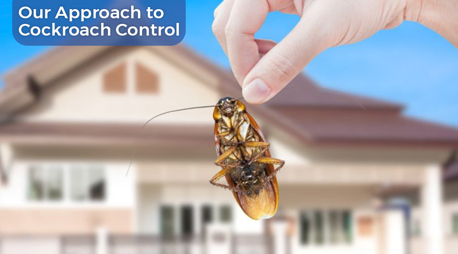 Cockroach Control Importance