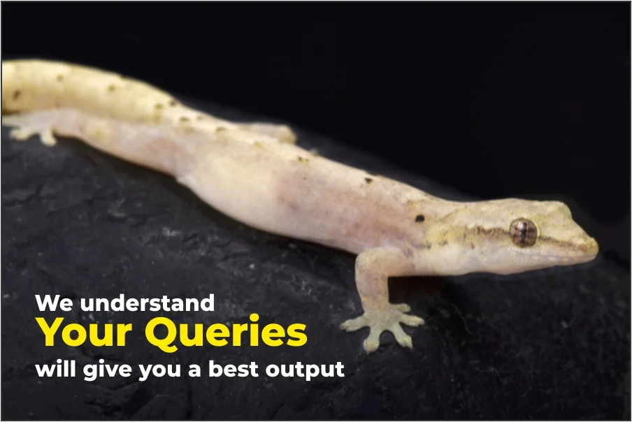 Lizard Control Services