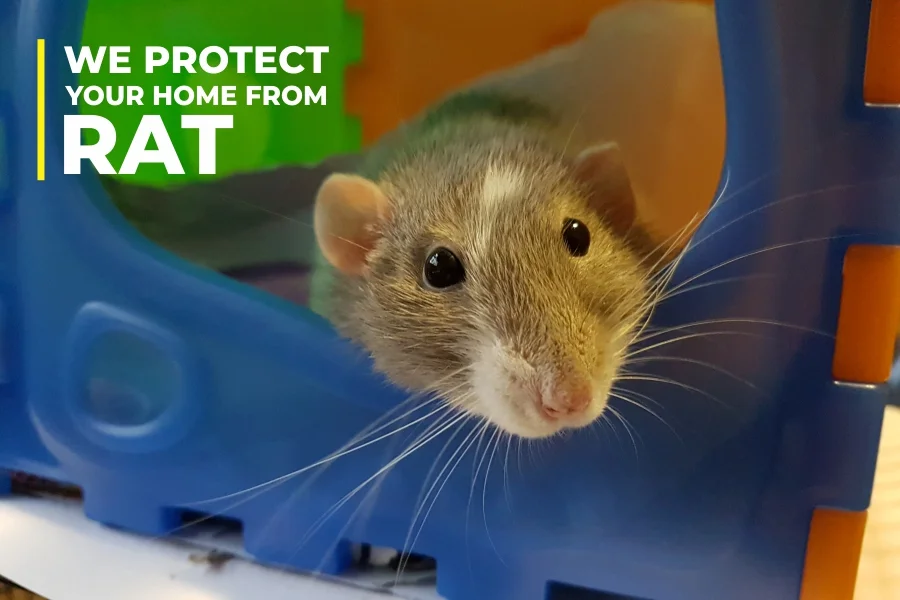 Rat Control Services