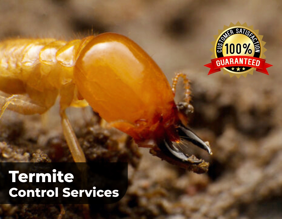 Termite Control Services