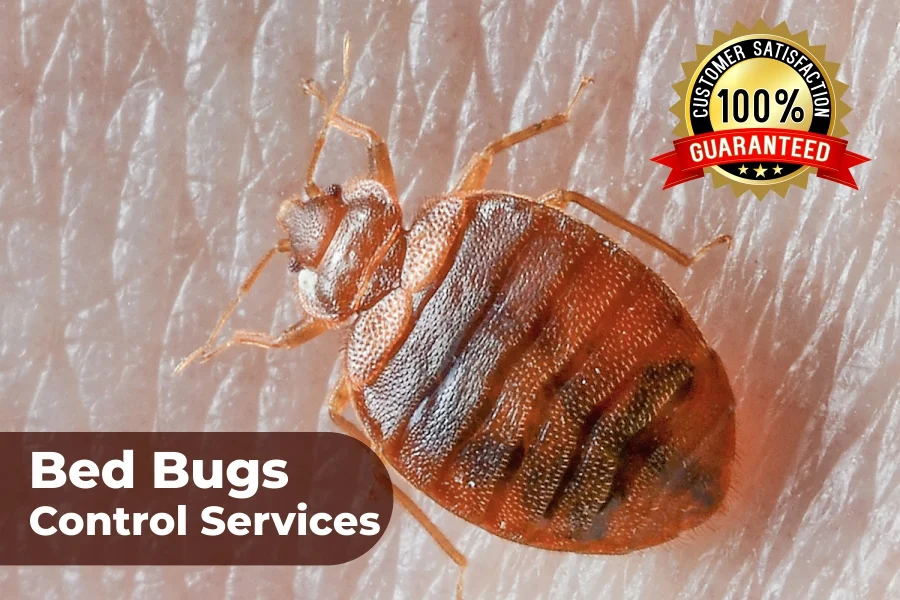 bed_bugs_control_in_chennai