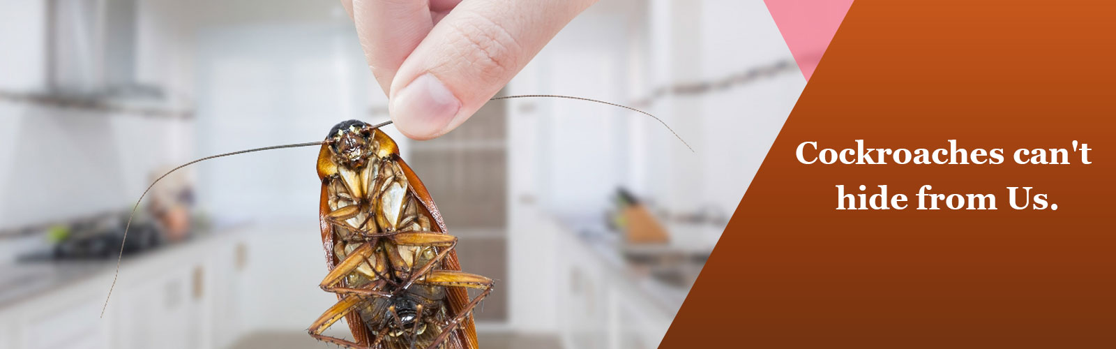 cockroach control in chennai