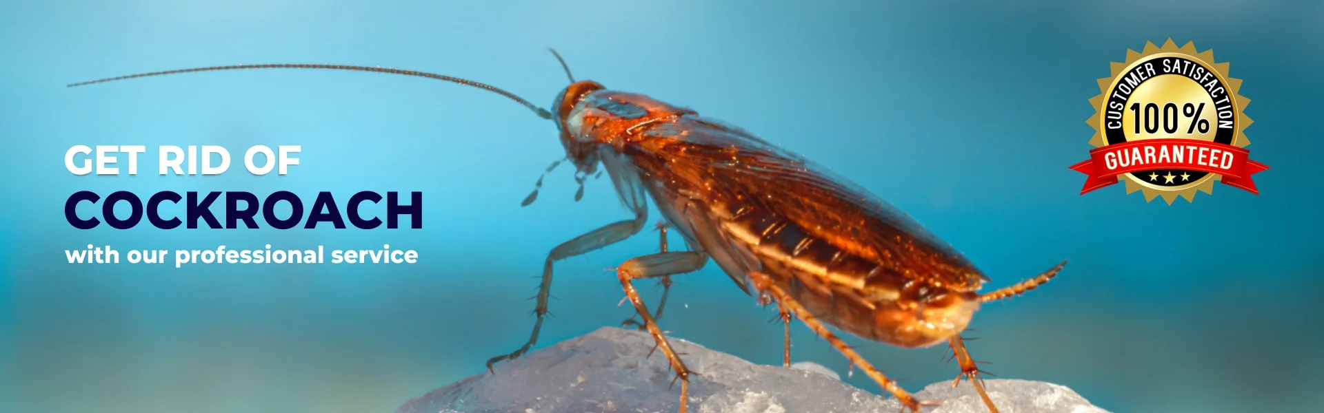 Cockroach control services in Chennai