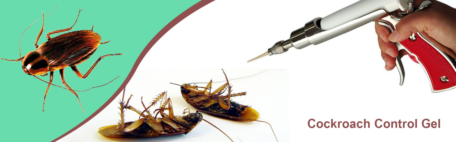 Cockroach control in Chennai Cockroach control services in Chennai