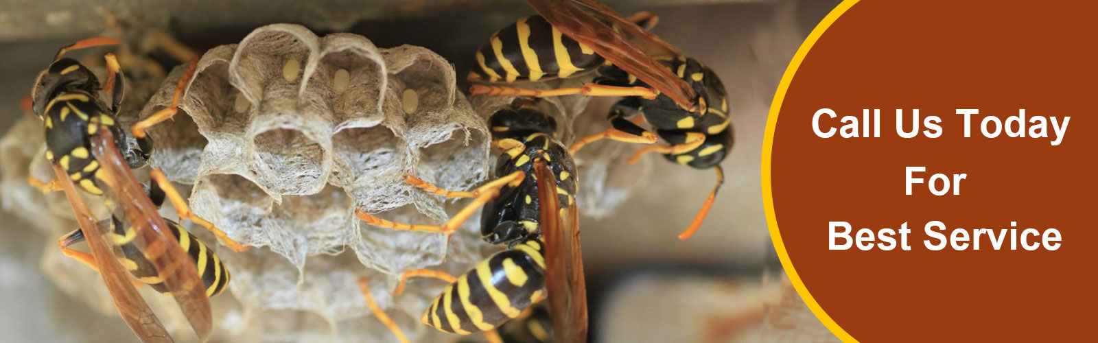 honey bee control service