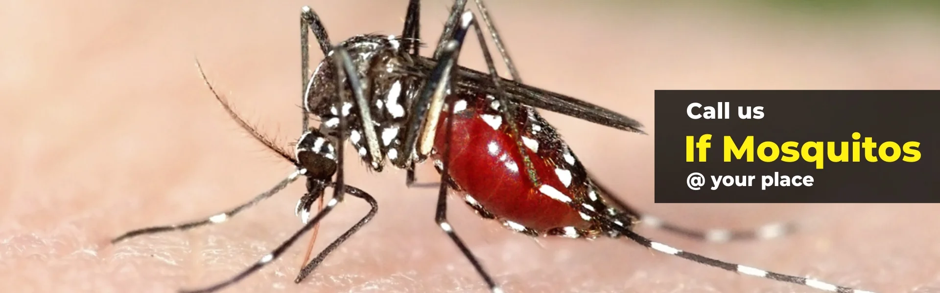 mosquito control control in chennai