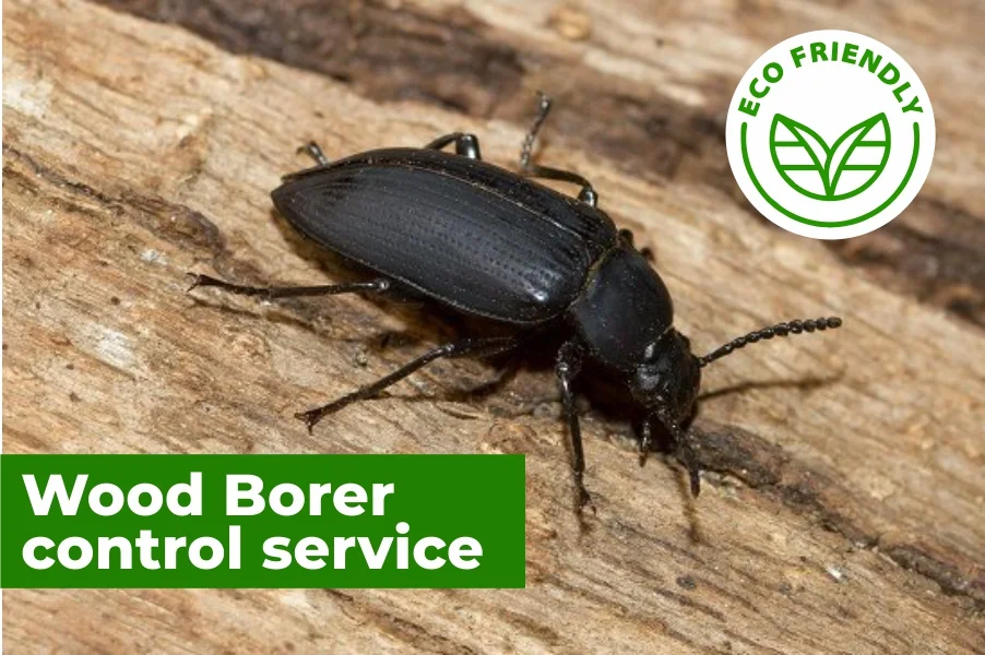 commercial pest control services in Chennai